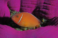   just another anemonefish shot.... shot  